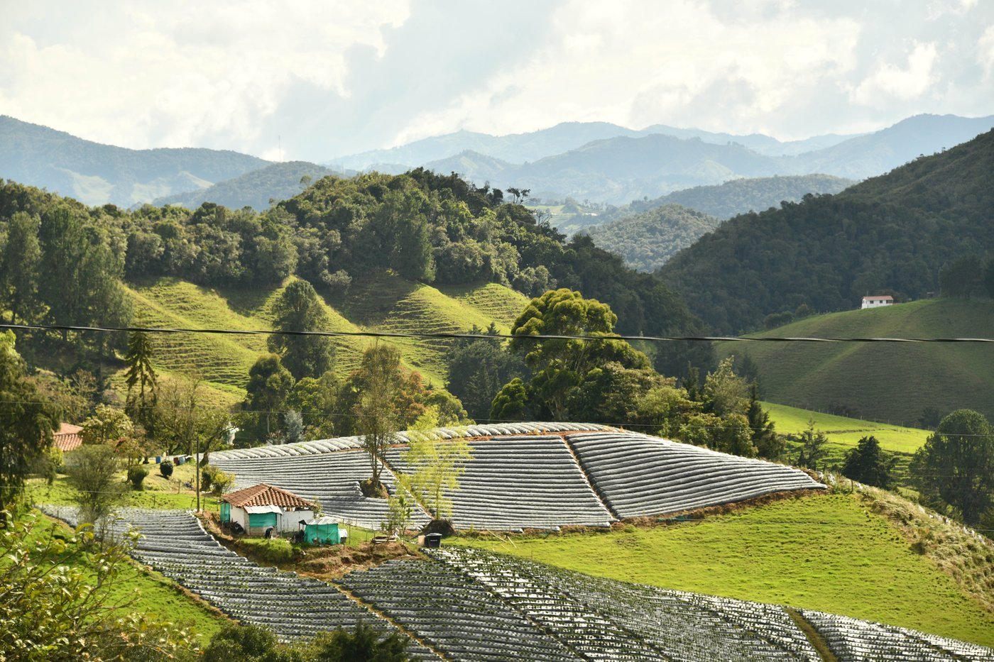 Campo y cultivos en la zona rural