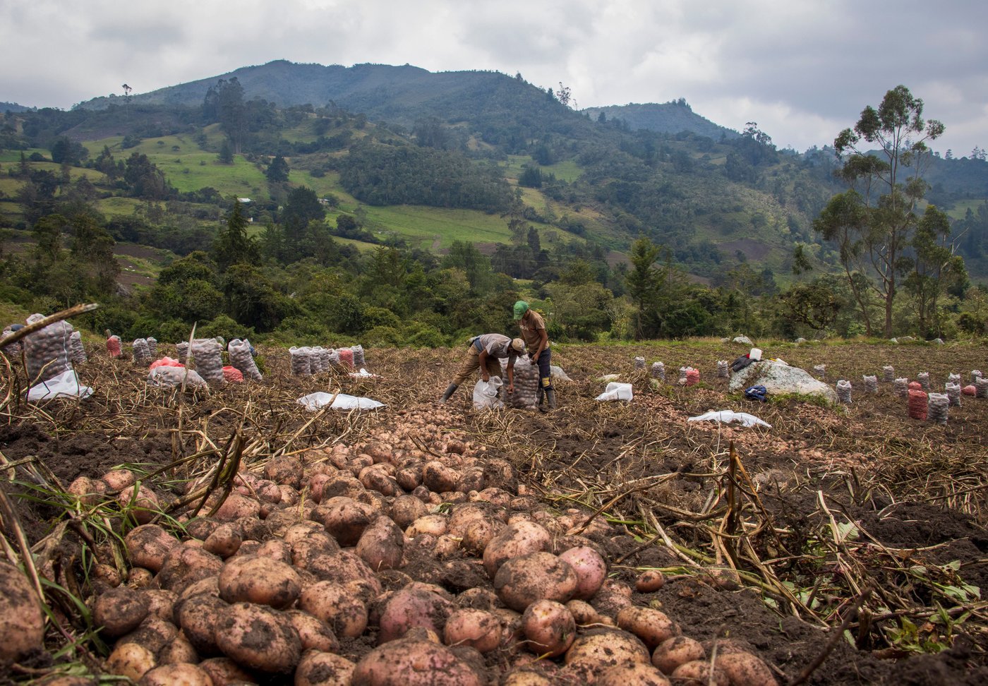 Campo y producción agrícola